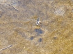 Velia gridellii