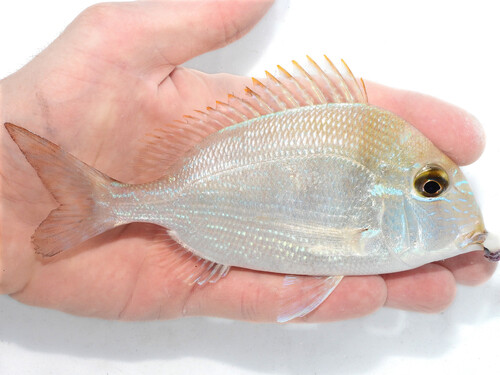 Littlehead porgy (Calamus proridens) — Sparidae — 2