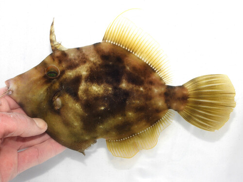 Planehead filefish (Stephanolepis hispidus) — Monacanthidae — 2