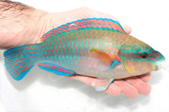 Striped Parrotfish photo 4