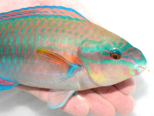 Photo of Striped parrotfish (Scarus iseri)