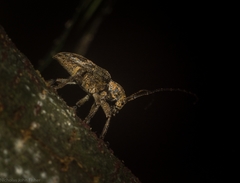 Prosoplus mediofasciatus