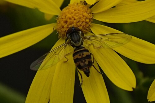 Unknown species found near Highlands/Perkins, Baton Rouge, LA, USA