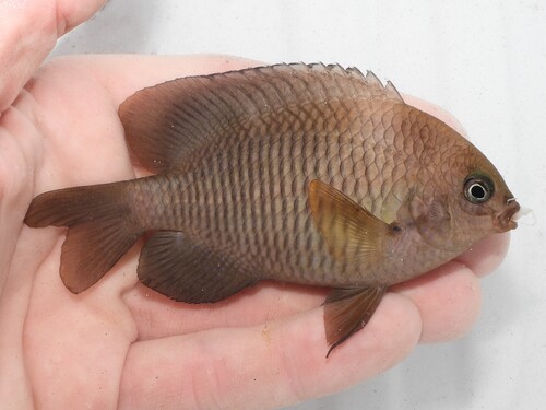 Dusky Damselfish