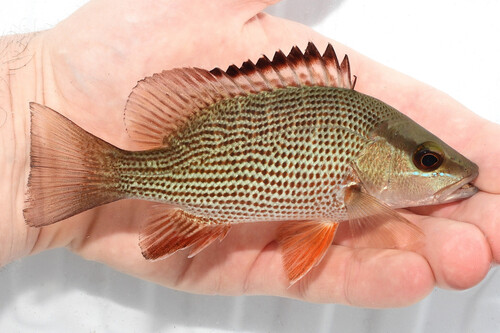 Gray Snapper, photo 10 of 10