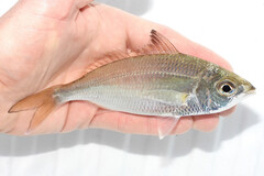 Slender Mojarra photo 3