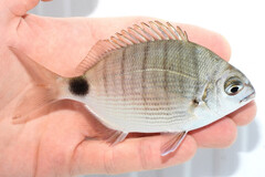 Silver Porgy photo 2