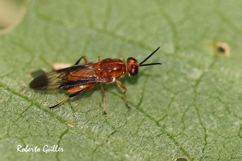 Cyphomyia golbachi