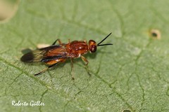 Cyphomyia golbachi