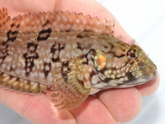Masquerader Hairy Blenny photo 2