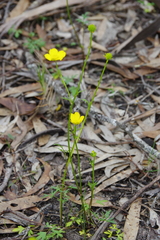 Ranunculus robertsonii