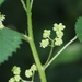 River Nettle - Photo (c) Sharon Louw, some rights reserved (CC BY-NC), uploaded by Sharon Louw