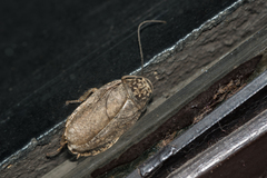 Nauphoeta cinerea