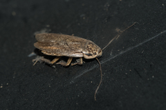 Nauphoeta cinerea
