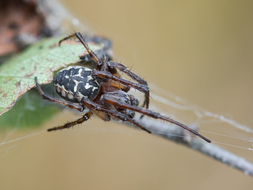 Larinioides cornutus