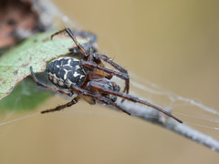 Larinioides suspicax