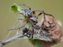Larinioides suspicax