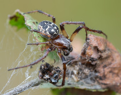 Larinioides suspicax