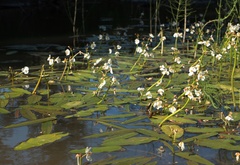 Sagittaria natans