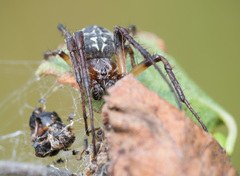 Larinioides suspicax