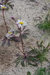 Allittia uliginosa