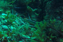 Genypterus tigerinus