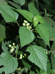 Laportea peduncularis