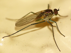 Hydrophorus praecox