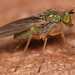 Peloropeodinae - Photo (c) vuk, some rights reserved (CC BY-NC)