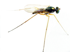 Arachnomyia