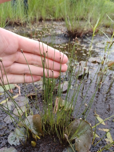 Bald Spikerush (Eleocharis erythropoda)
