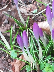 Crocus