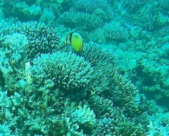Chaetodon austriacus