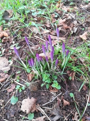 Crocus