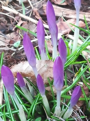 Crocus