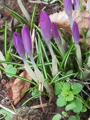 Crocus