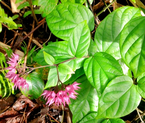 Clerodendrum speciosum observed 2026-02-17