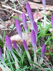 Crocus