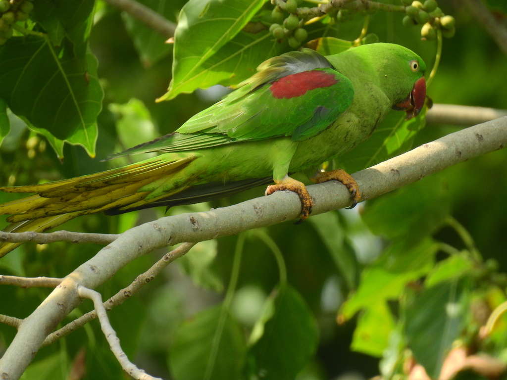 Alexandrine Parakeet