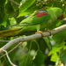 Large Andaman Parakeet - Photo (c) Rohit Naniwadekar, some rights reserved (CC BY), uploaded by Rohit Naniwadekar