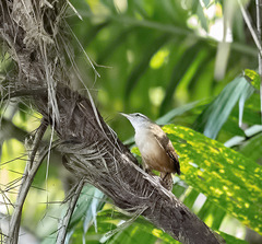 Cantorchilus leucotis