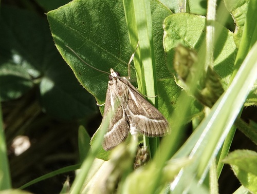 Omiodes continuatalis observed 2026-02-18