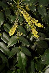 Berberis × hortensis