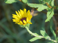 Grindelia pulchella