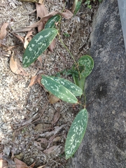 Smilax glabra