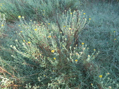Grindelia pulchella