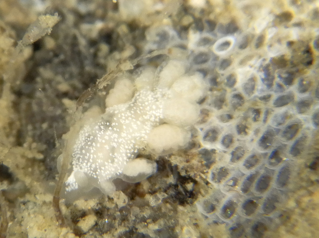 Embletonia gracilis