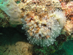 Aplousobranchia