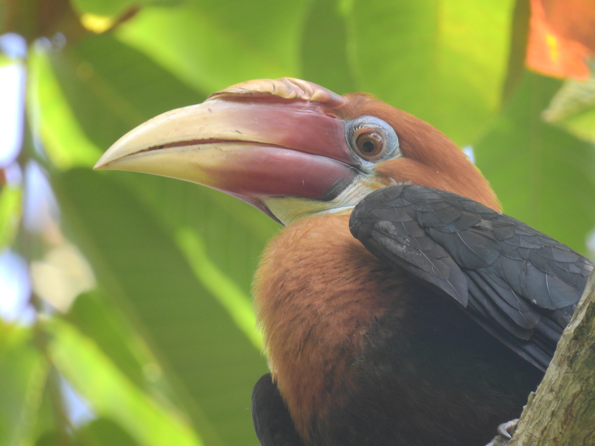 Narcondam Hornbill (Rhyticeros narcondami), photo 2