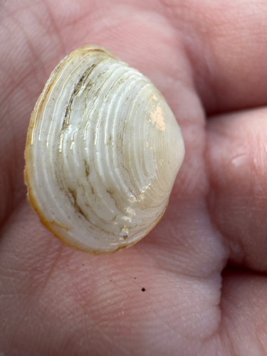 Cumingia californica, 2026-01-30